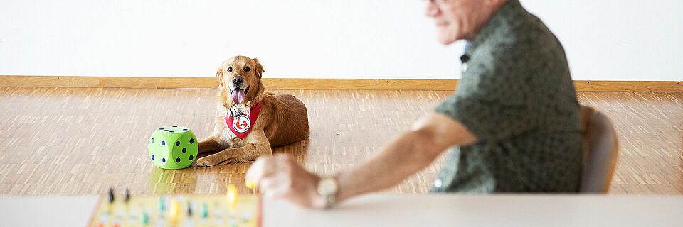 Therapiehund im Einsatz